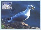 Carte-maximum : le go�land argent� - oiseau (21 k)